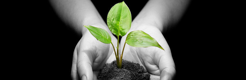 eine Pflanze wird mit zwei Händen getragen: Nachhaltigkeit – Heute schon an Übermorgen denken